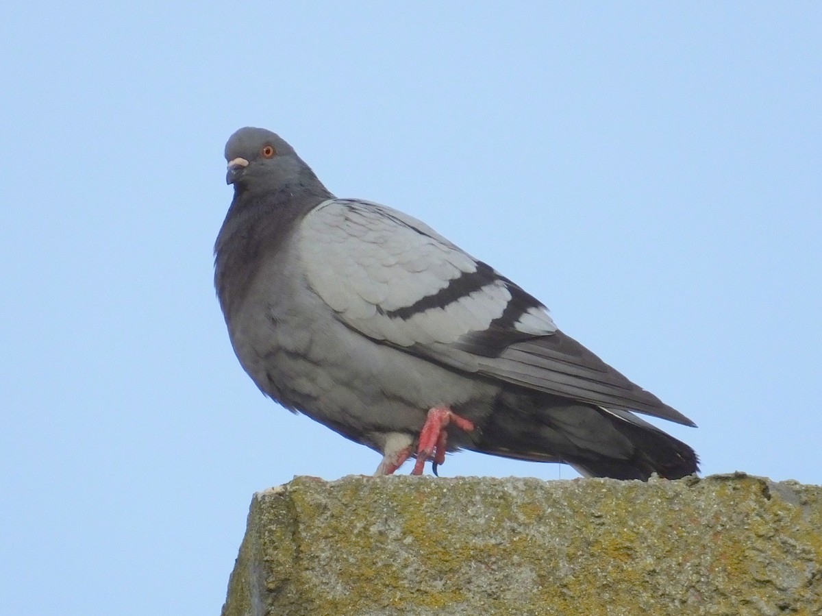 Rock Pigeon (Feral Pigeon) - ML124850791