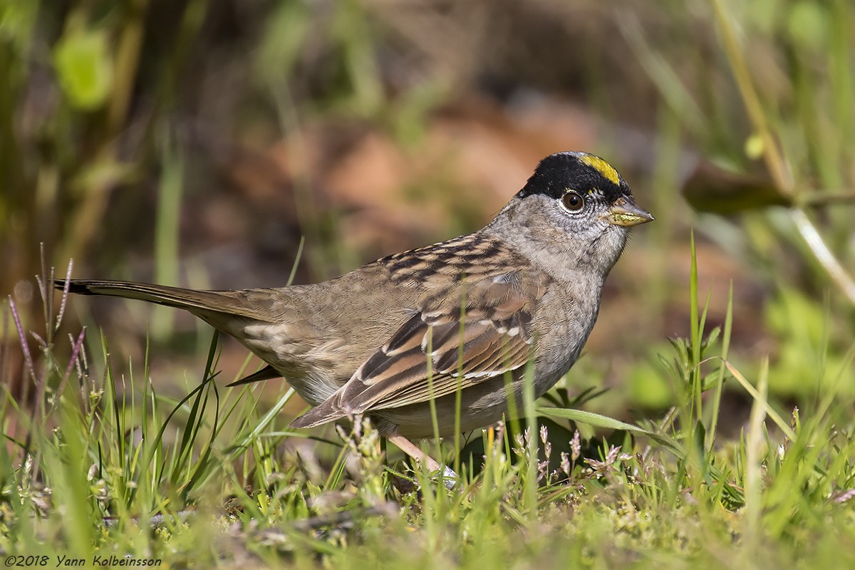 Golden-crowned Sparrow - ML124852661