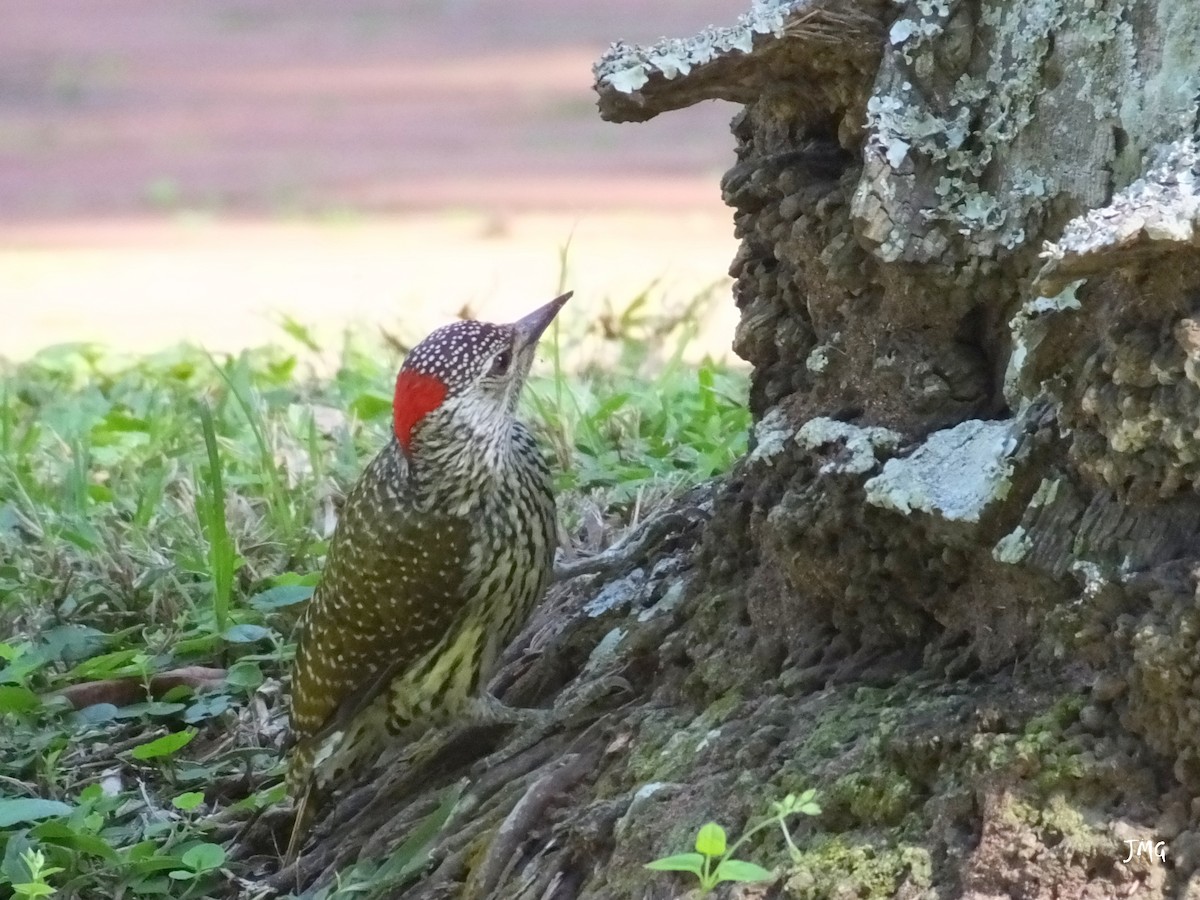 Golden-tailed Woodpecker - Jean-Marc  Gauche