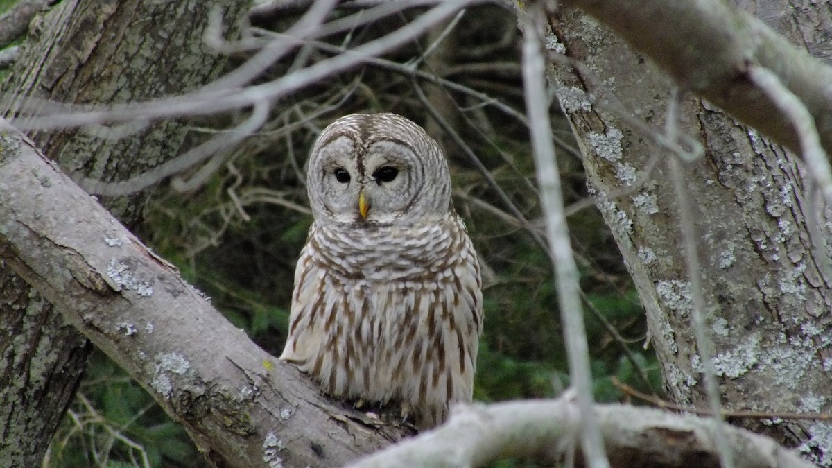 Barred Owl - ML124855041