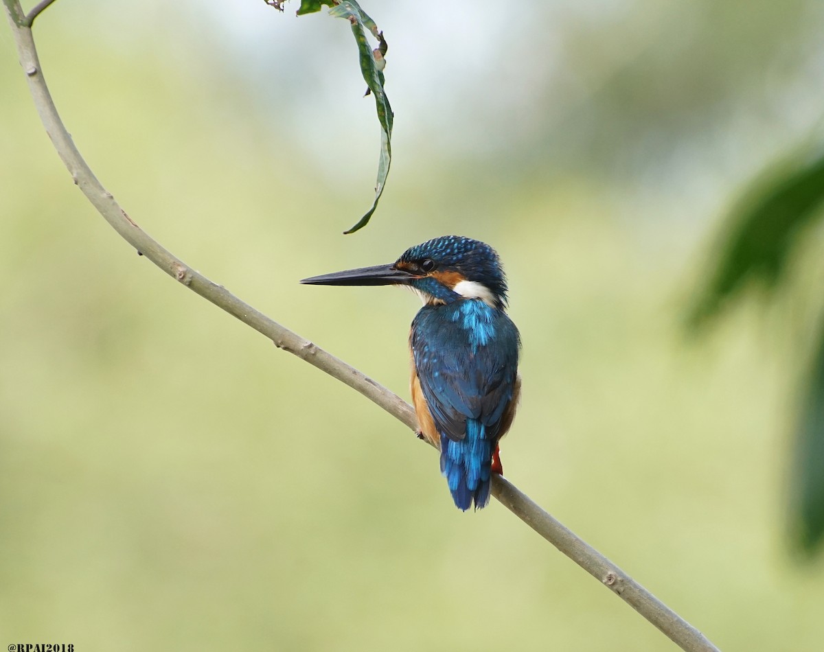 Common Kingfisher - Raghavendra  Pai