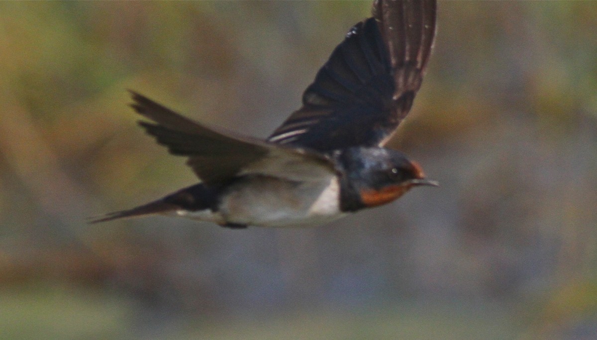 Barn Swallow (Buff-bellied) - Don Roberson