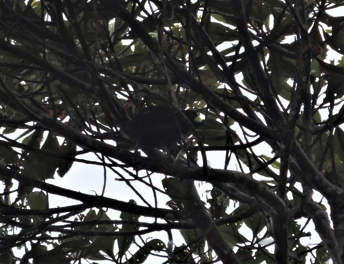 Short-tailed Paradigalla - ML124865731