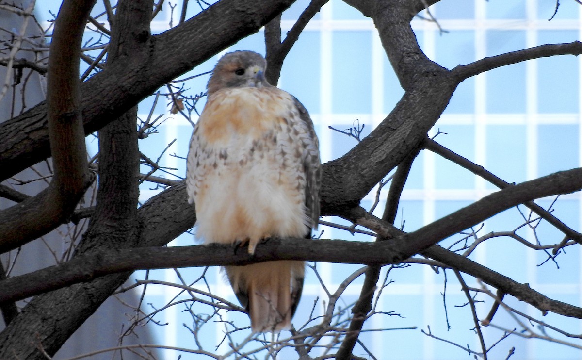 Red-tailed Hawk - ML124868661