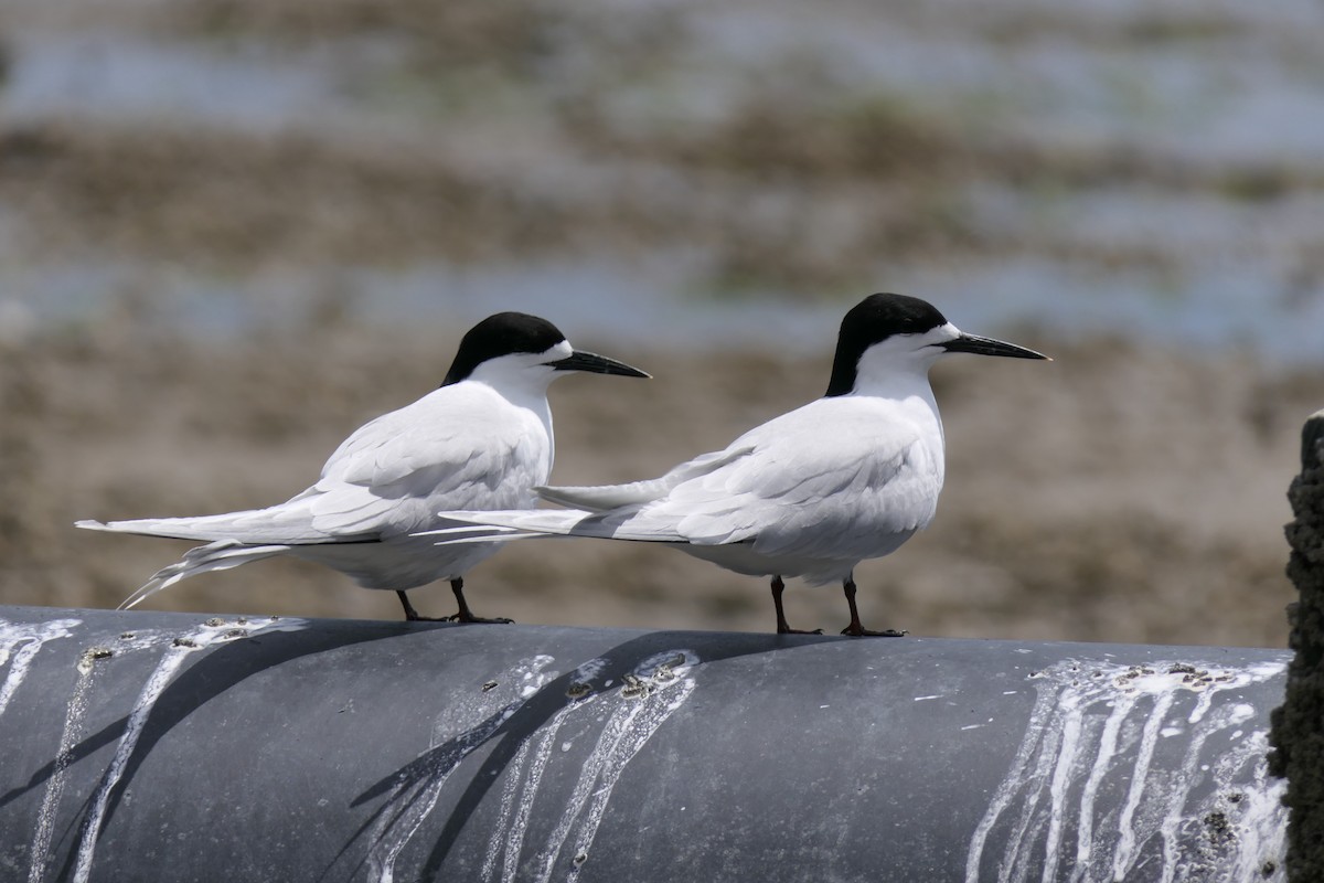 White-fronted Tern - ML124870641