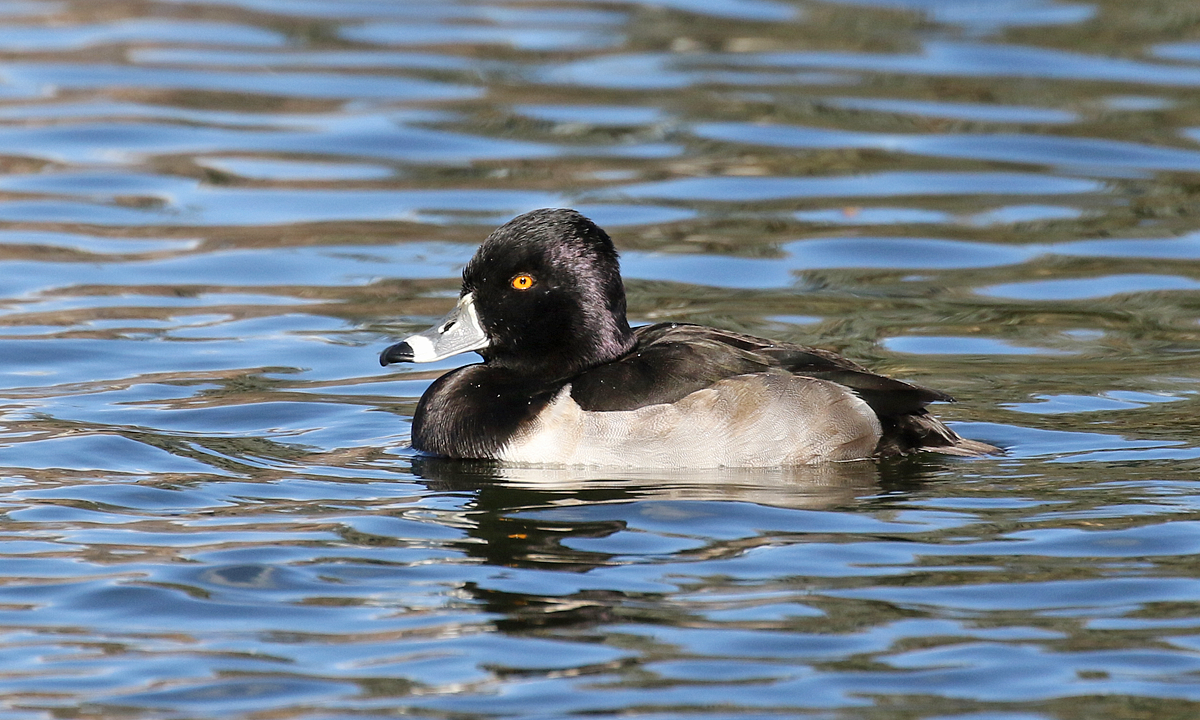 Ring-necked Duck - Alan Versaw
