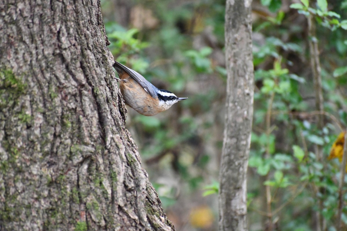 Red-breasted Nuthatch - P Chappell