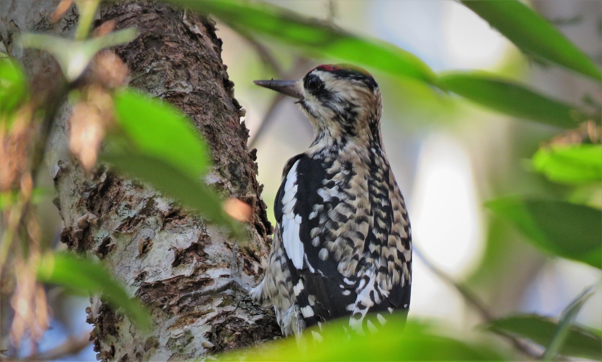 Yellow-bellied Sapsucker - Susan Young