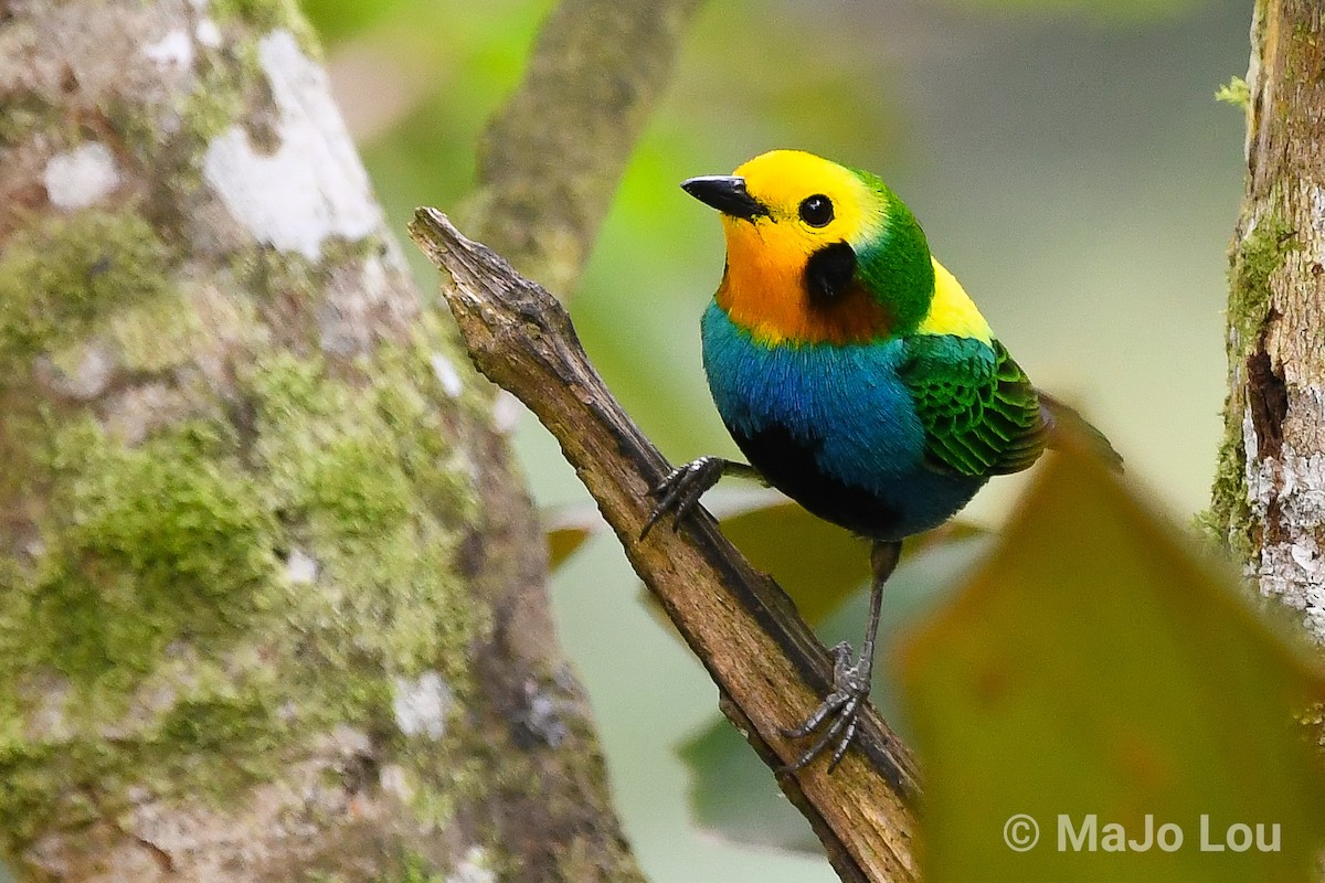 Multicolored Tanager - ML124875631
