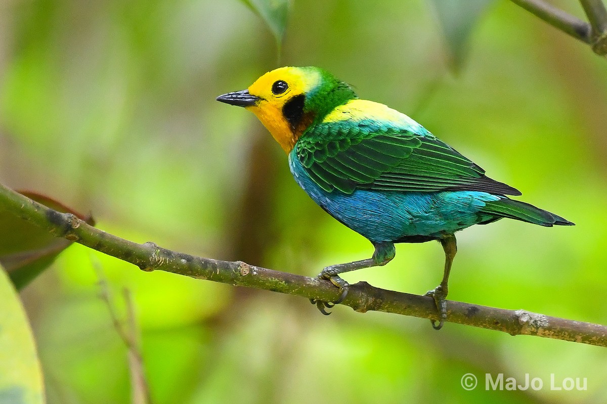 Multicolored Tanager - ML124875671