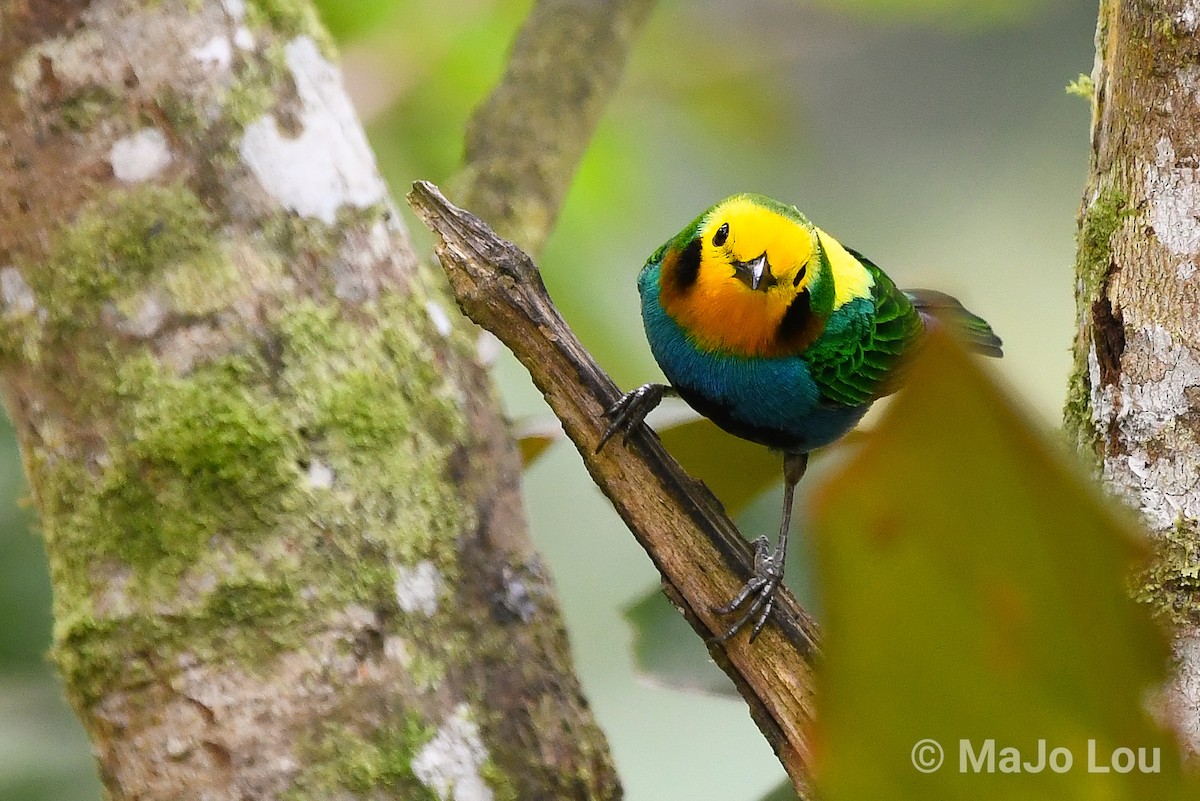 Multicolored Tanager - ML124875701