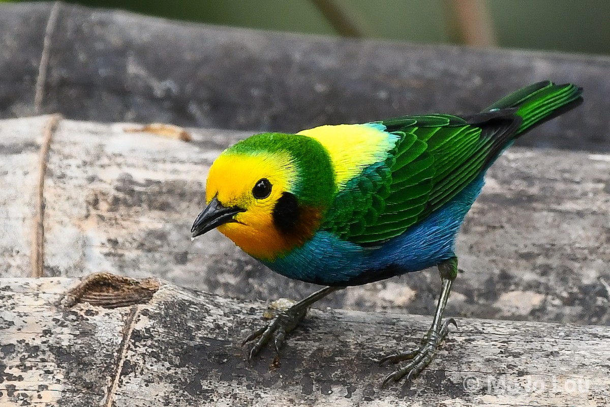 Multicolored Tanager - Maria Jose Lou