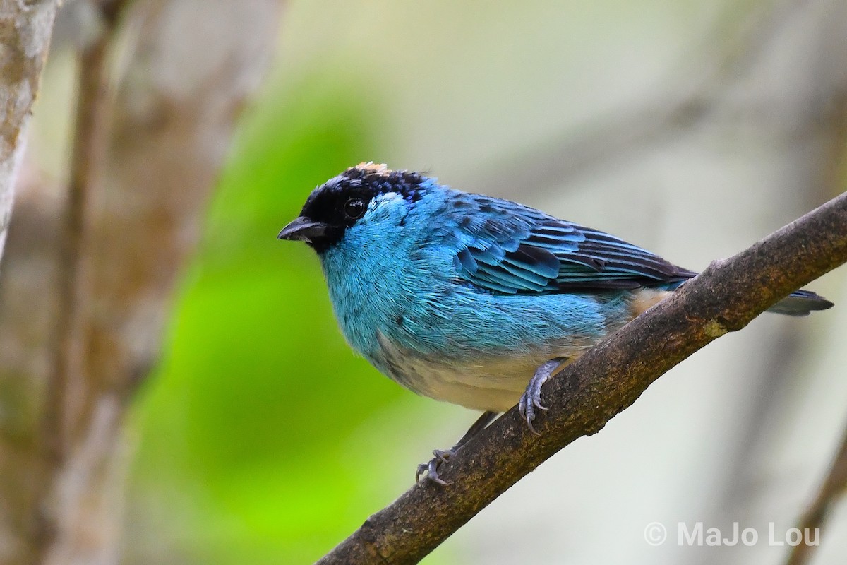 Golden-naped Tanager - ML124875891