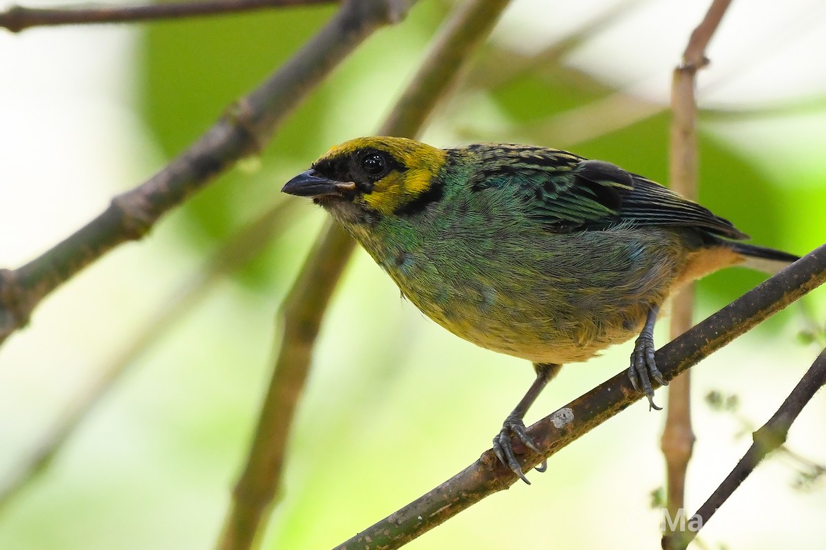 Saffron-crowned Tanager - ML124876301