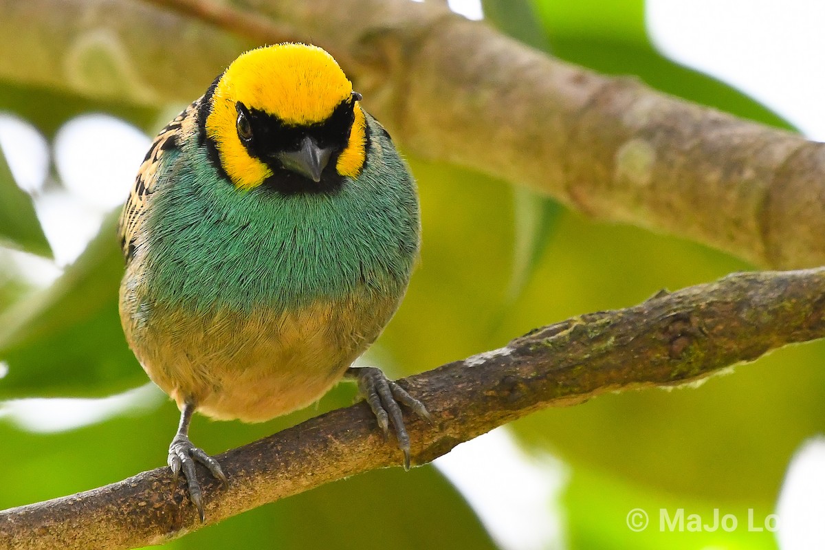 Saffron-crowned Tanager - ML124876341