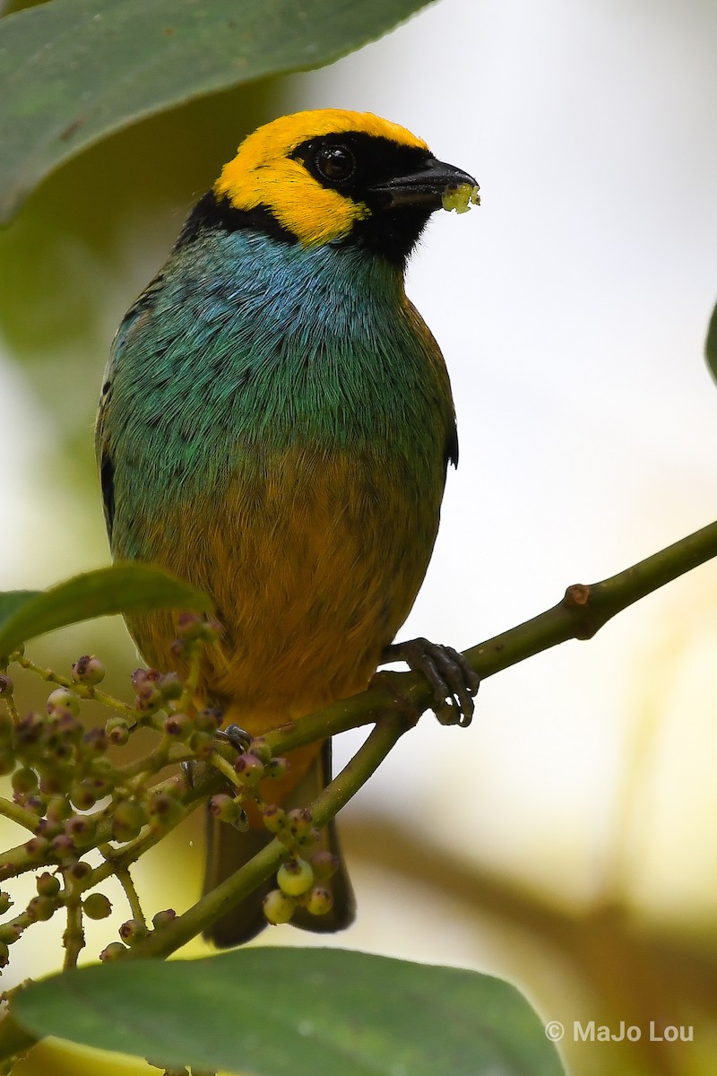 Saffron-crowned Tanager - ML124876361