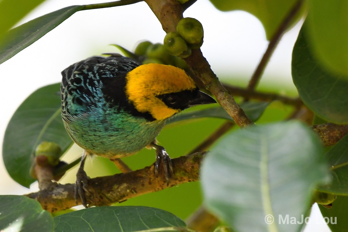 Saffron-crowned Tanager - ML124877101