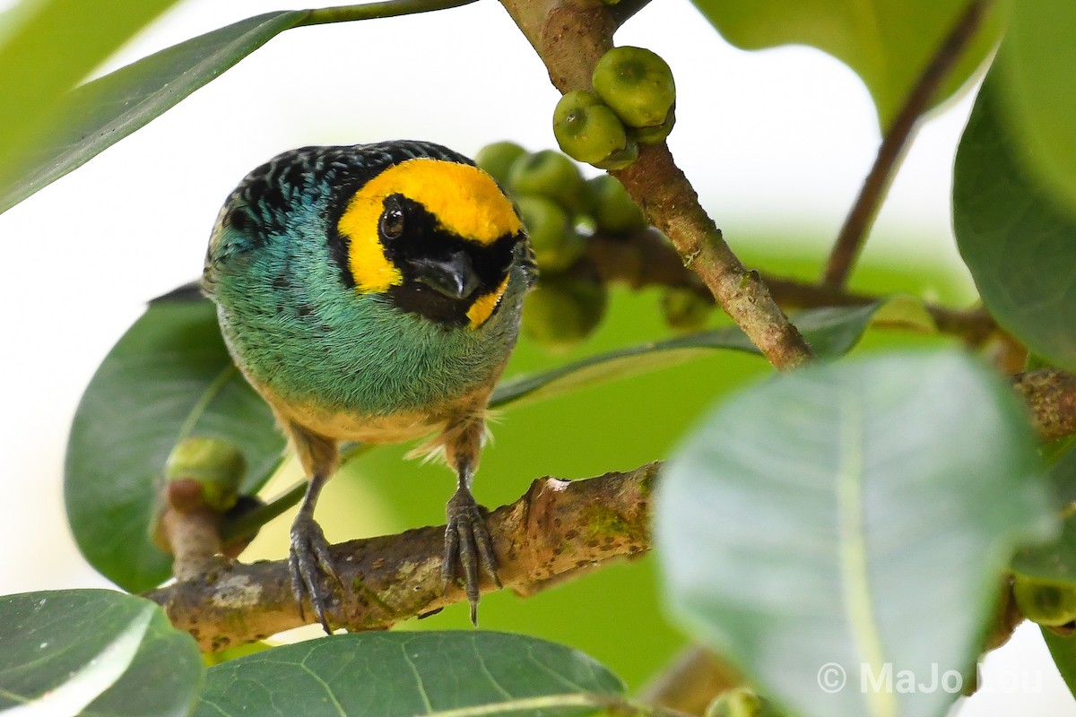 Saffron-crowned Tanager - ML124877231