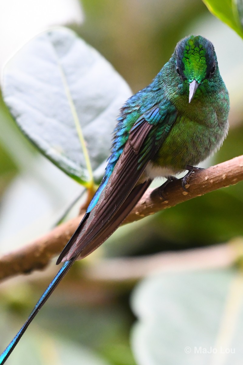 Long-tailed Sylph - ML124877351