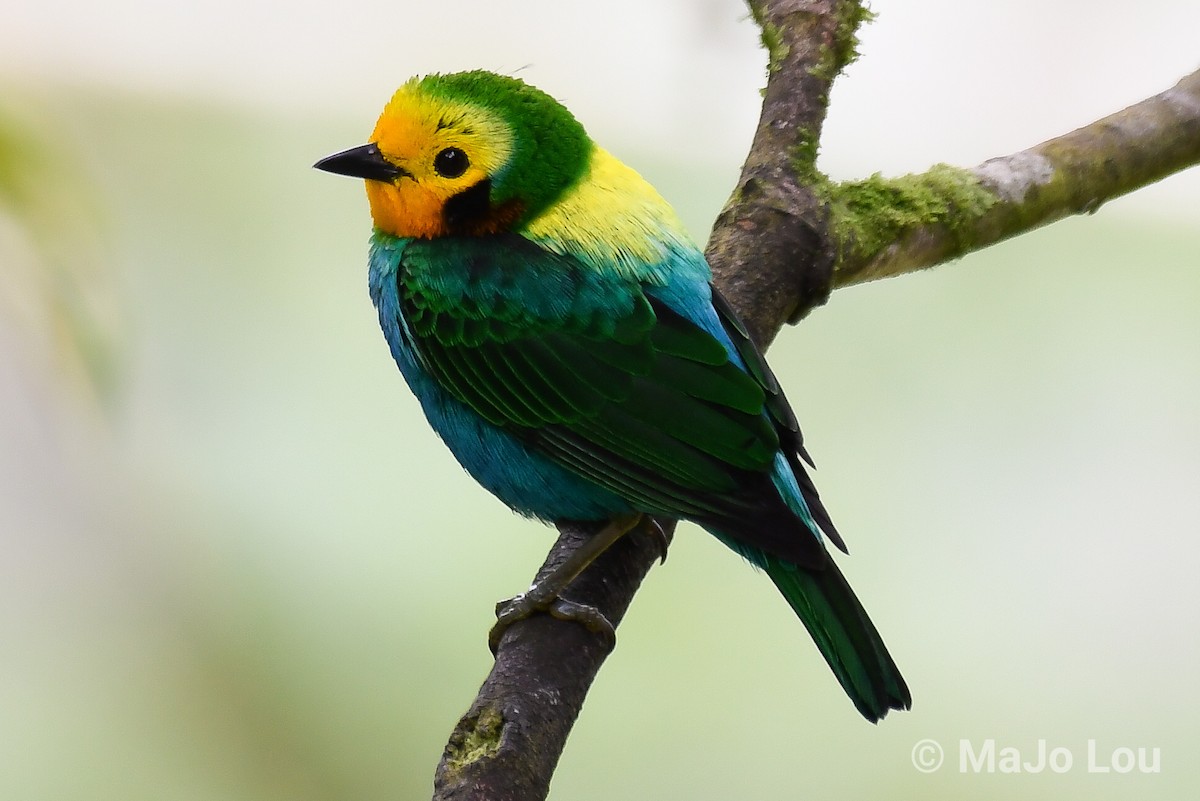 Multicolored Tanager - ML124878481
