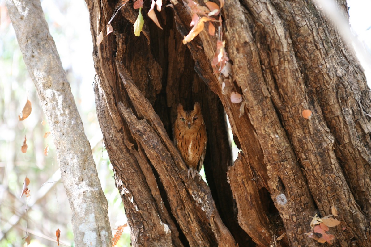 Madagascar Scops-Owl (Torotoroka) - Claude Carreau