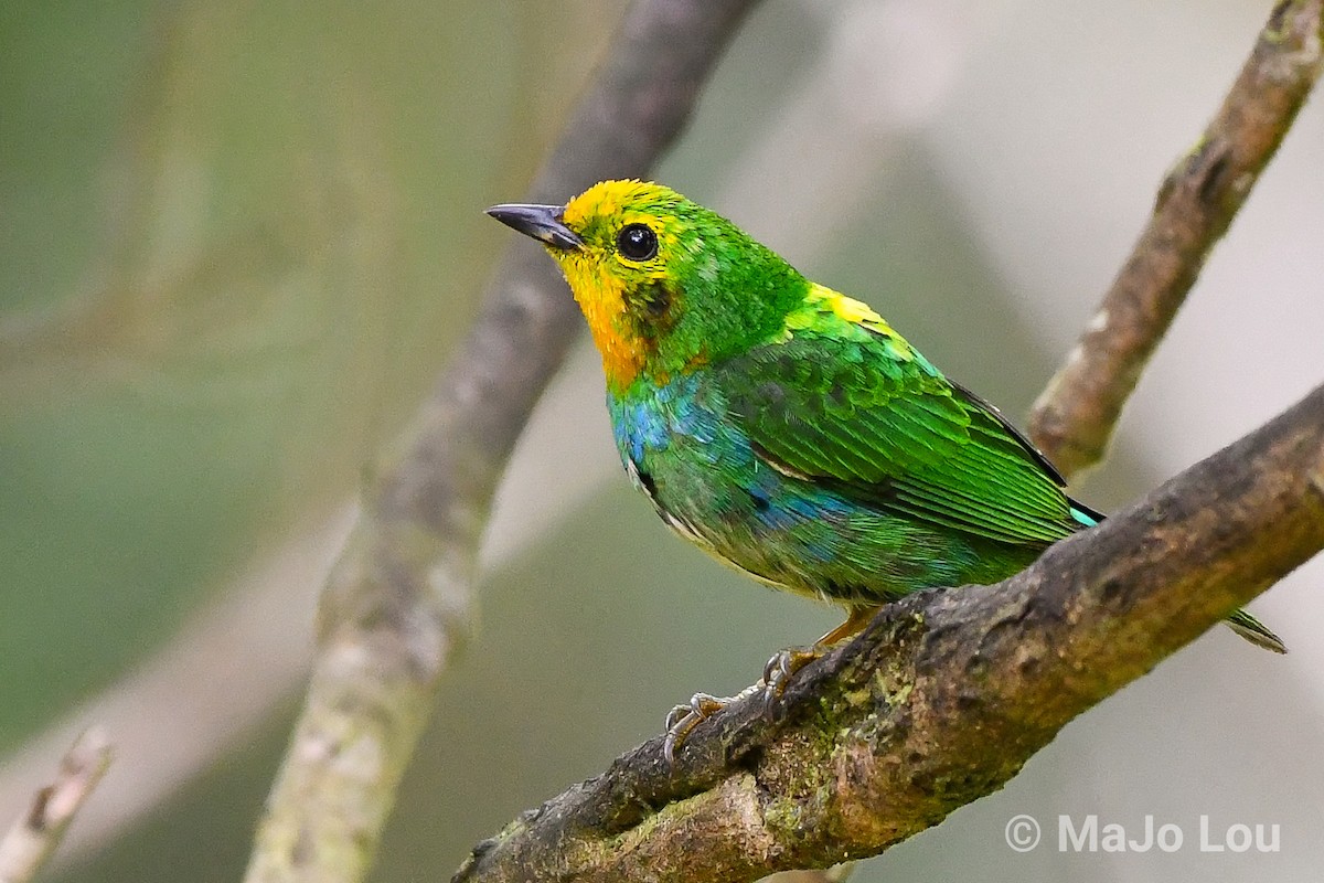 Multicolored Tanager - ML124878551