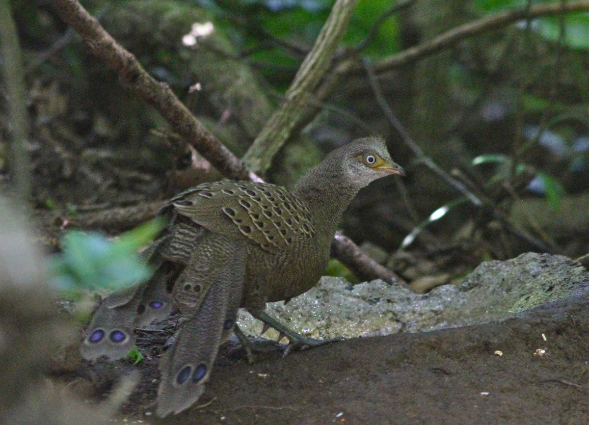 Gray Peacock-Pheasant - Don Roberson
