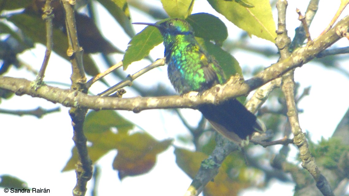 kolibřík modrolící - ML124879861