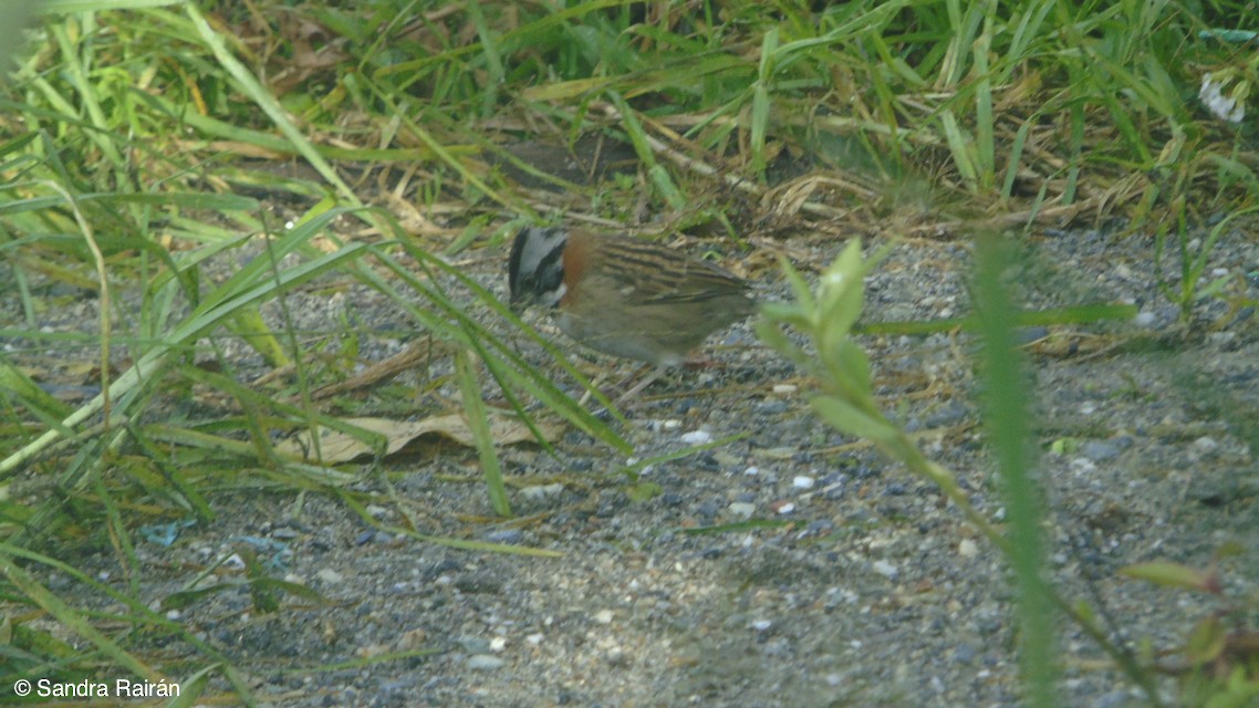 Rufous-collared Sparrow - Sandra  Rairán