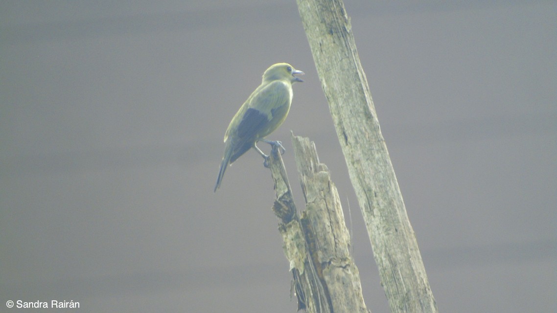 Palm Tanager - ML124881551