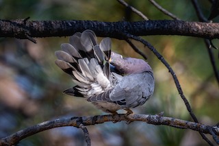 Band-tailed Pigeon, ML124884521