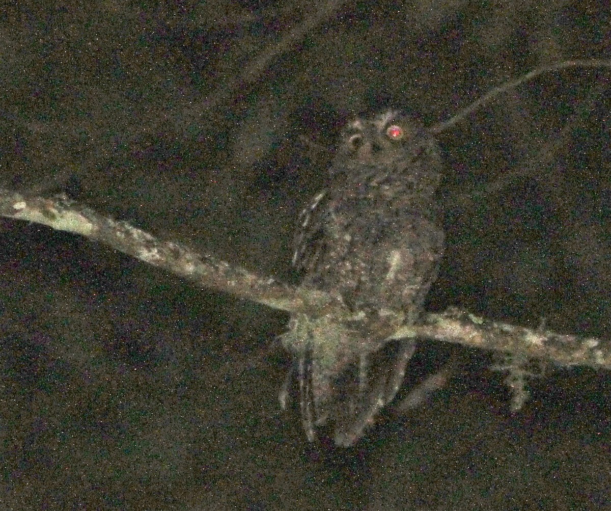 Sulawesi Scops-Owl - ML124889401