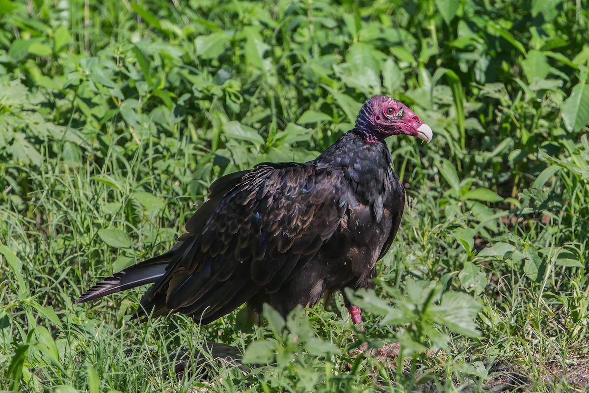 Turkey Vulture - Ethan Ellis