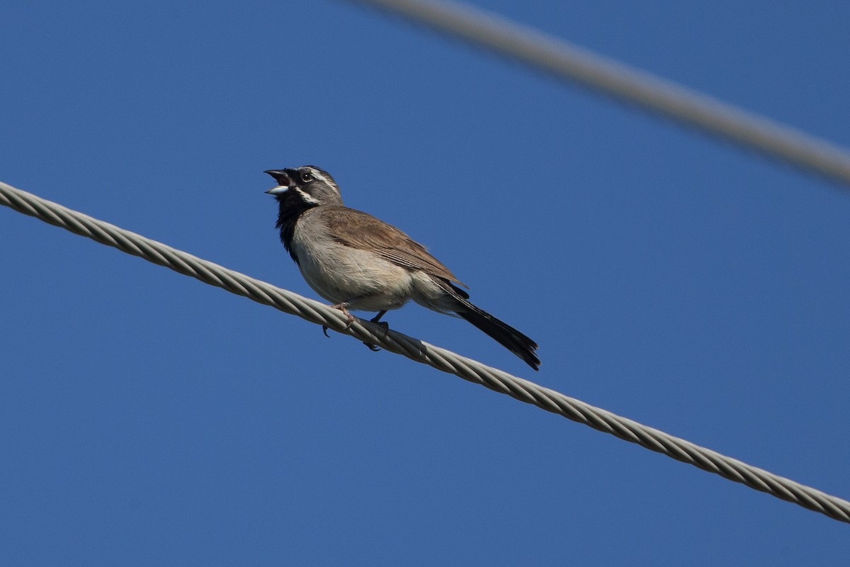Black-throated Sparrow - ML124893171