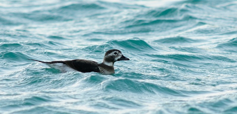 Long-tailed Duck - ML124893811