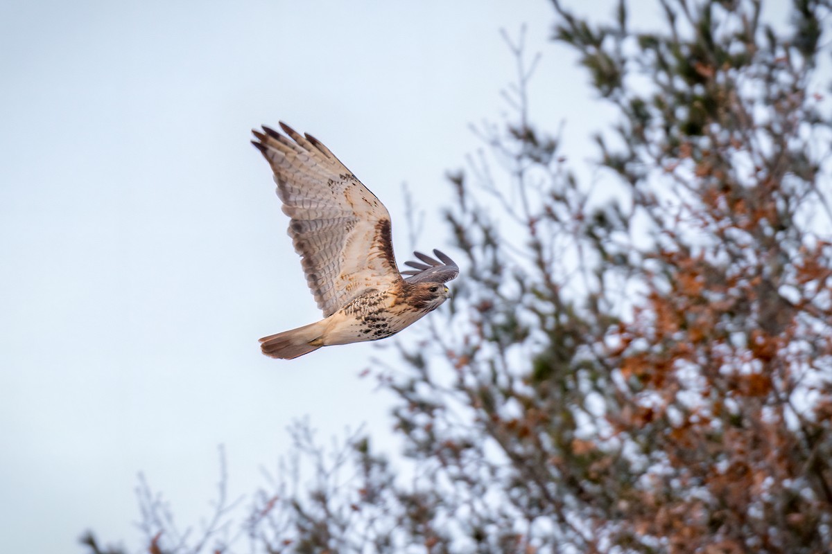 Red-tailed Hawk - Kyle Tansley