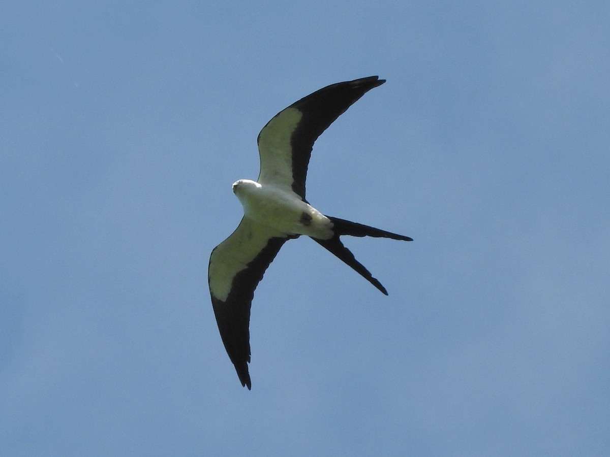 Swallow-tailed Kite - Paul Suchanek