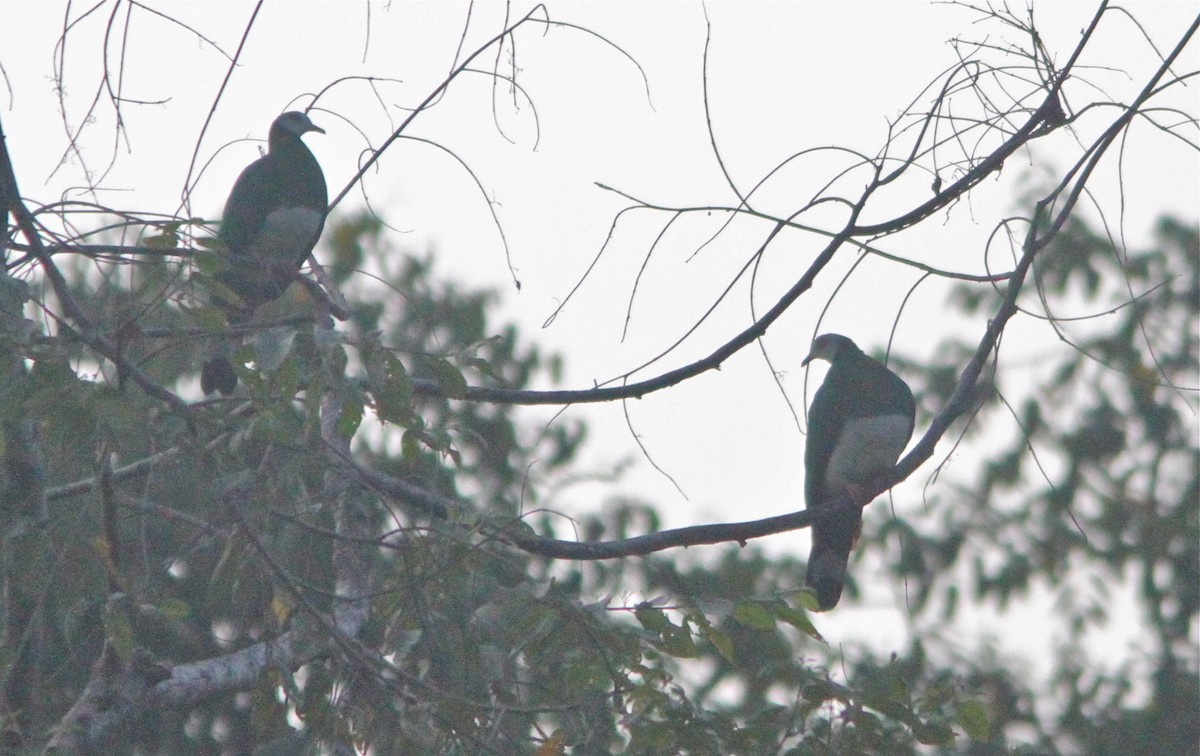 White-bellied Imperial-Pigeon - ML124896011