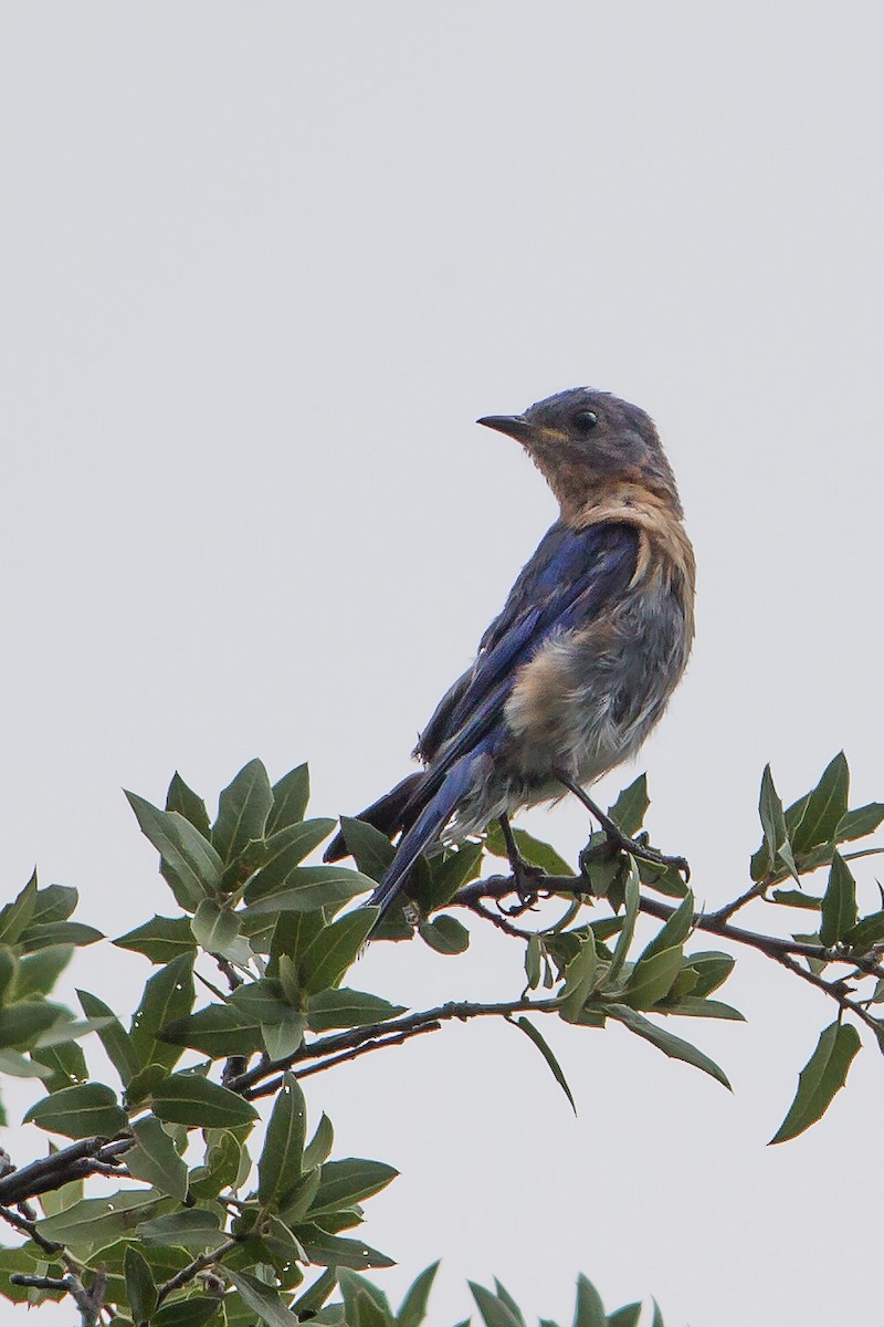 Eastern Bluebird (Mexican) - ML124896131