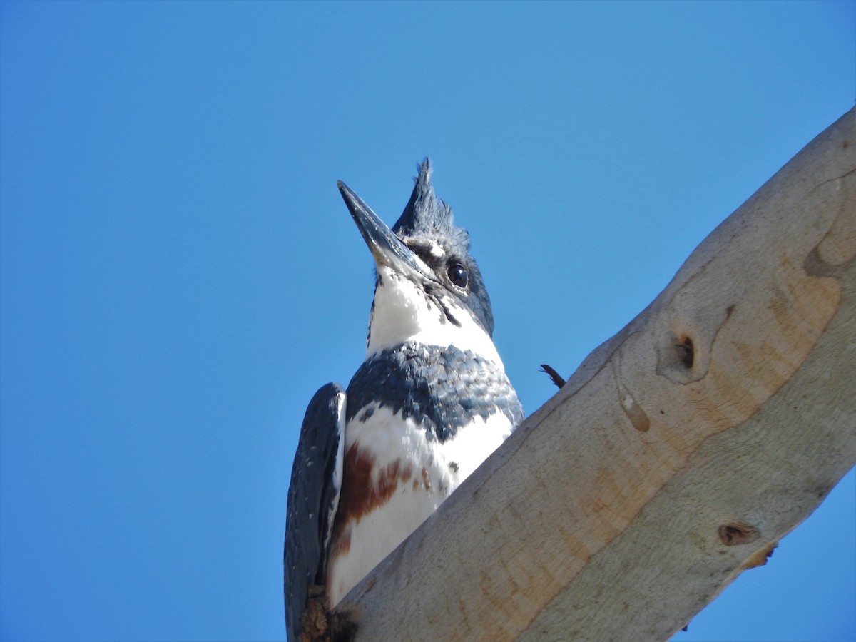 Belted Kingfisher - ML124896171