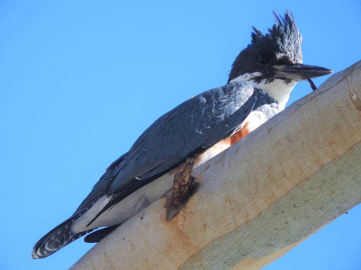 Belted Kingfisher - ML124896181