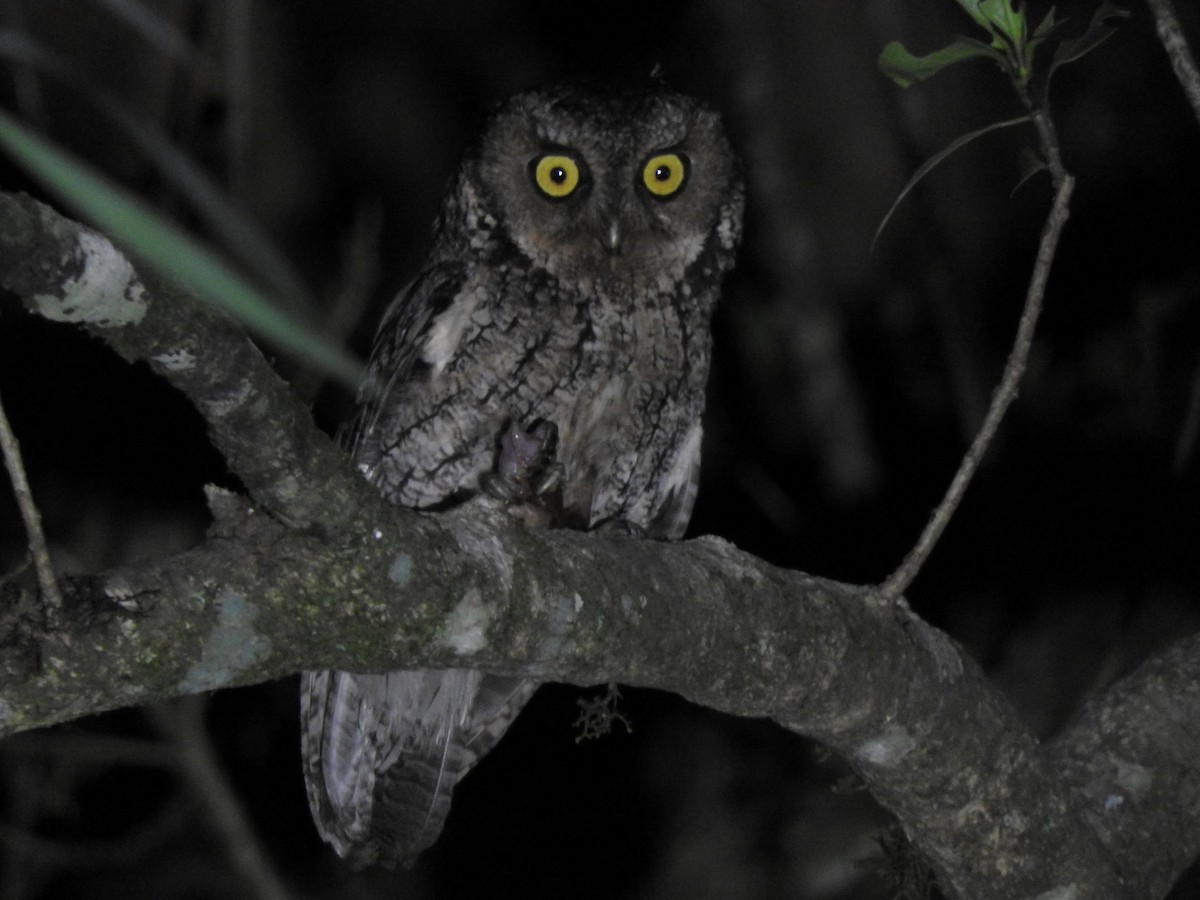 Montane Forest Screech-Owl - ML124896661