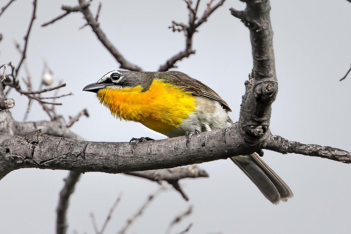 Yellow-breasted Chat - Ethan Ellis