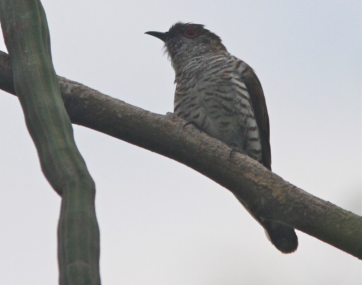 Little Bronze-Cuckoo (Gould's) - Don Roberson