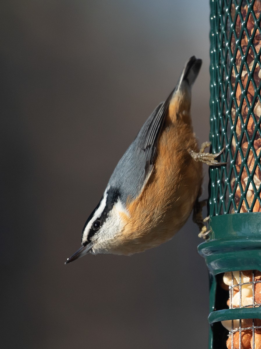 Red-breasted Nuthatch - Pierre Bannon