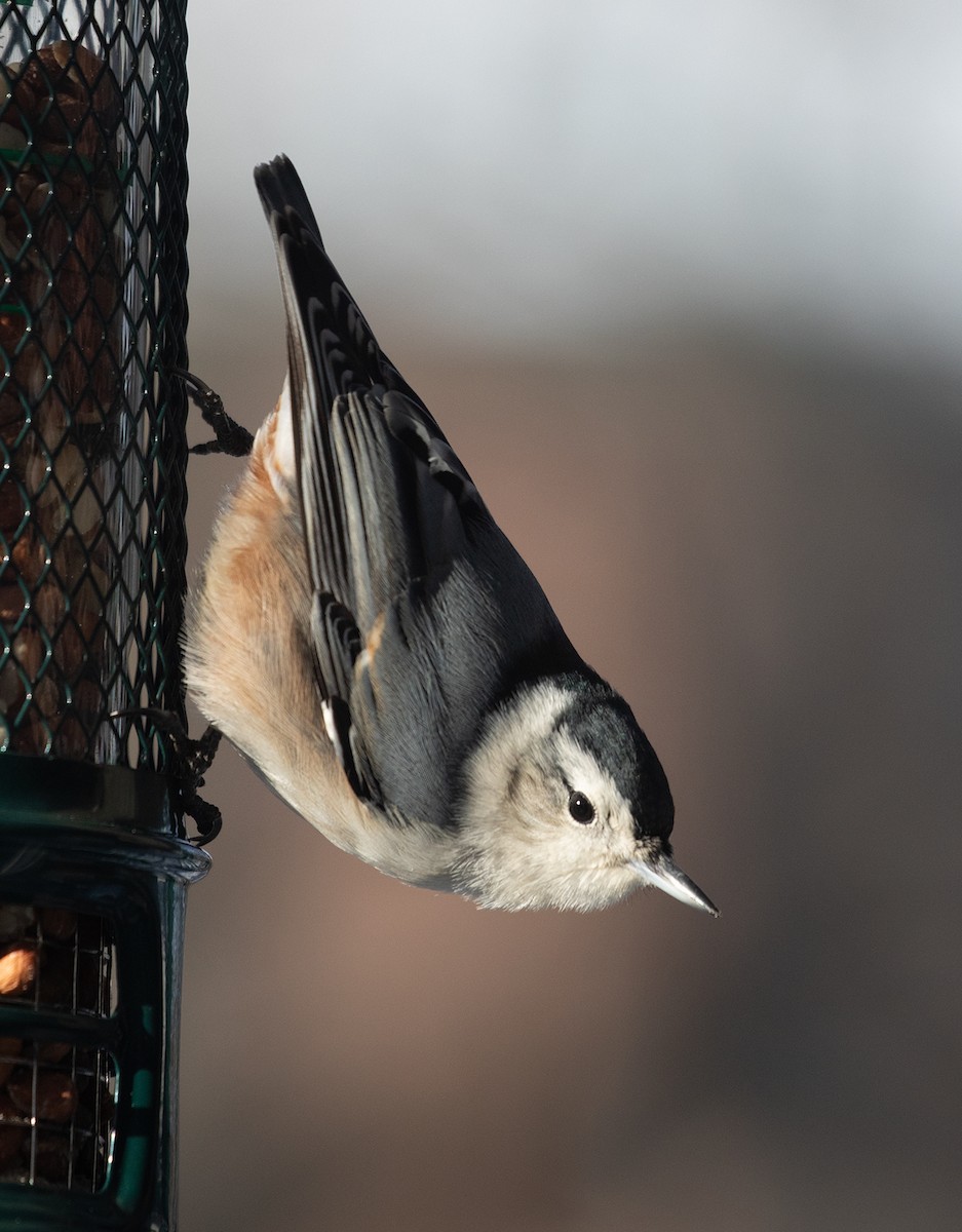White-breasted Nuthatch - Pierre Bannon