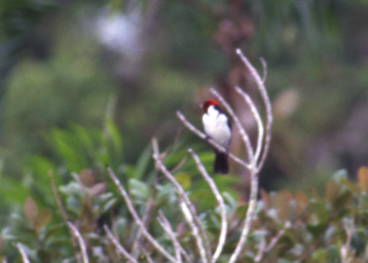 Red-capped Cardinal - ML124903911