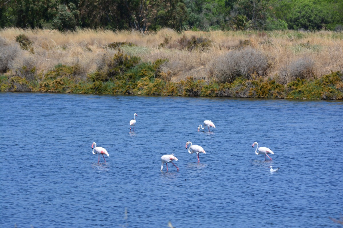 Greater Flamingo - ML124904271