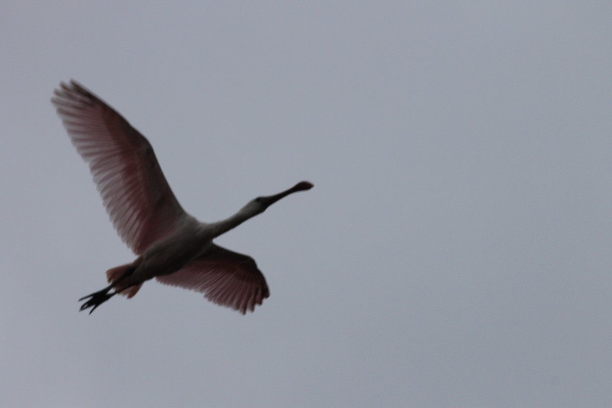 Roseate Spoonbill - Andrew Bell