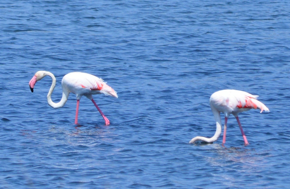Greater Flamingo - ML124905281